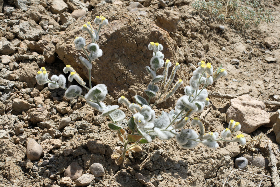 Изображение особи Heliotropium bucharicum.