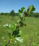 род Crataegus. Верхушка ветви. Архангельская обл., Вельский р-н, окр. пос. Усть-Шоноша, луг. 30.06.2011.