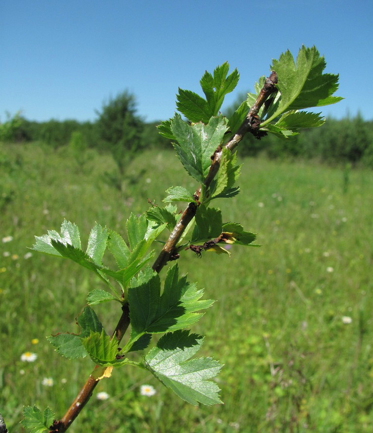 Изображение особи род Crataegus.