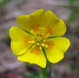 Potentilla aurea. Только что раскрывшийся цветок. Украина, Ивано-Франковская обл., Надворнянский р-н, природный заповедник \"Горганы\", горный луг. 16 июня 2011 г.