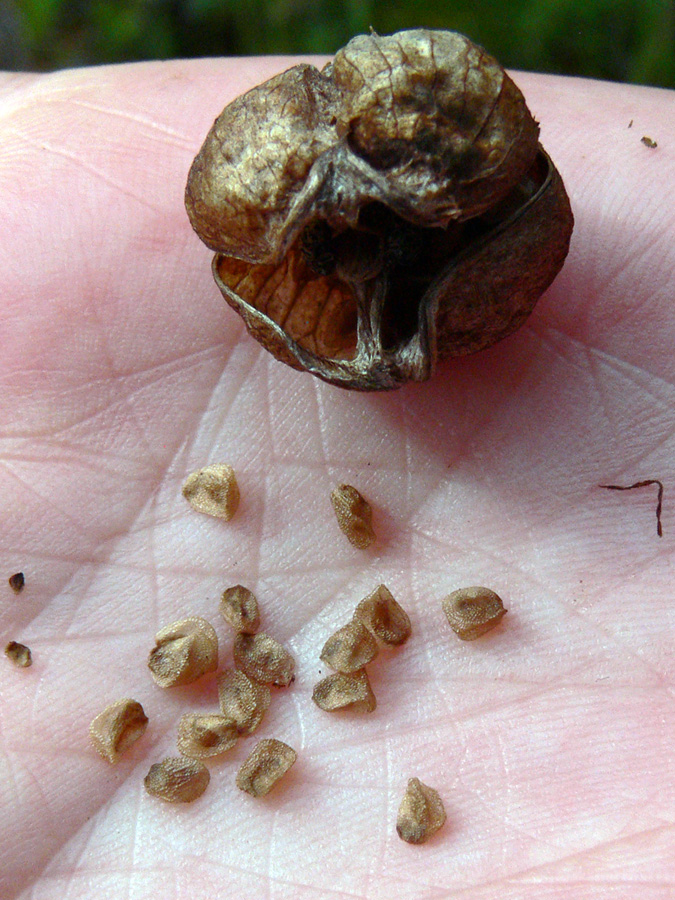 Image of Pedicularis sceptrum-carolinum specimen.