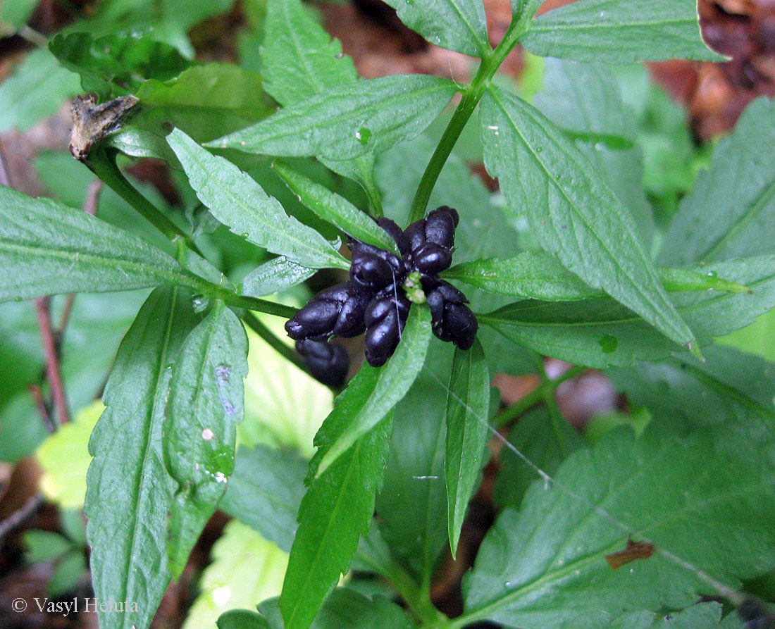 Изображение особи Cardamine bulbifera.