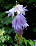 Campanula rapunculoides