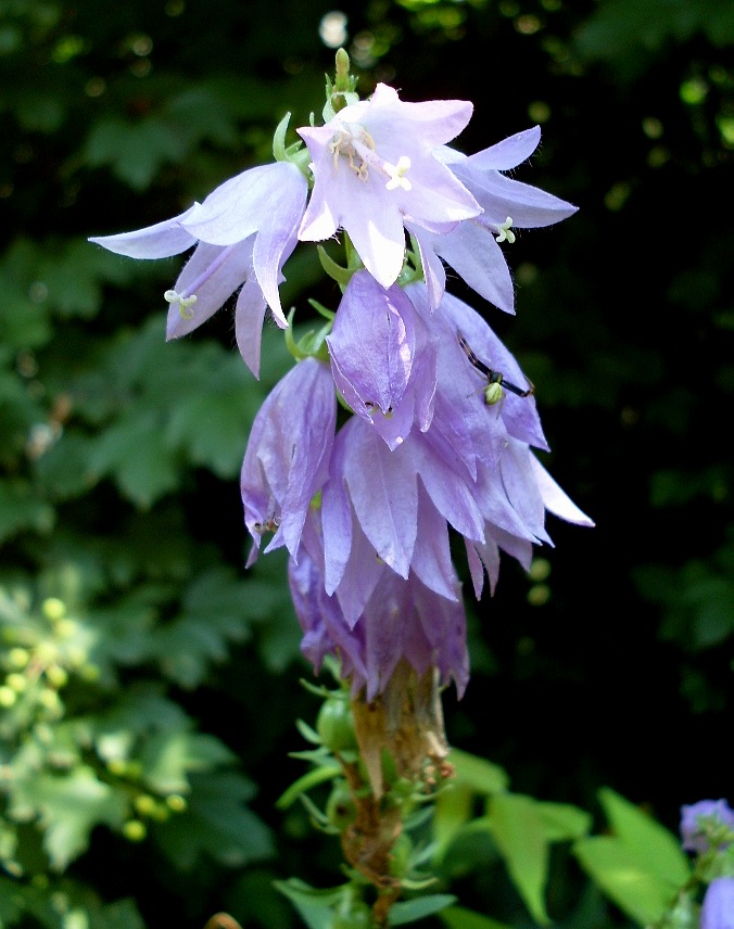 Image of Campanula rapunculoides specimen.