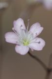 Image of taxon representative. Author is Владимир Эпиктетов