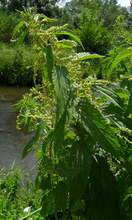 Image of Urtica dioica specimen.