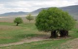 Salix pycnostachya. Старые кусты, объеденные снизу скотом. Казахстан, Кызылординская обл., Жанакорганский р-н, каратавская куэста, долина р. Бесарык. 29.04.2011.