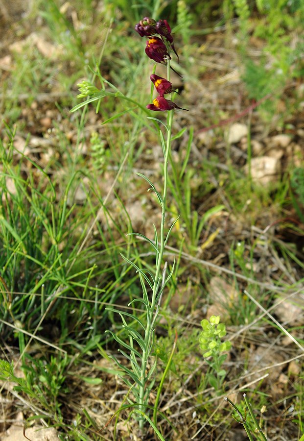 Изображение особи Linaria transiliensis.