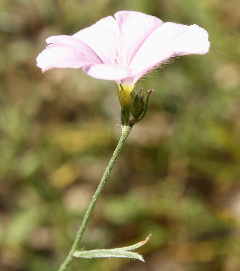 Image of Convolvulus cantabrica specimen.