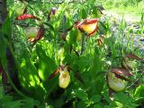 Cypripedium calceolus. Цветущие растения на крутом берегу. Коми, Интинский р-н, Нац. парк \"Югыд Ва\", дорога Инта-Желанный, р. Кожим, переправа . 25.06.2011.