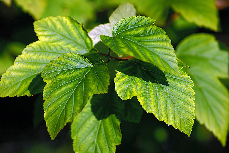 Изображение особи Physocarpus opulifolius.