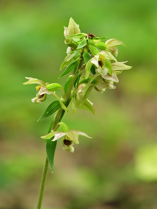 Изображение особи Epipactis helleborine.