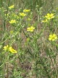 Potentilla argentea. Цветущее растение. Ростовская обл., Октябрьский р-н, окр. станицы Заплавская. 28.05.2011.