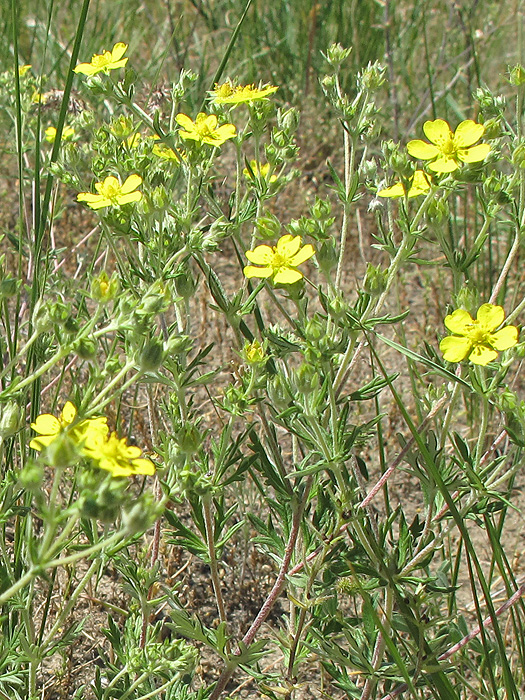 Изображение особи Potentilla argentea.