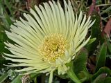 genus Carpobrotus. Цветок. Израиль, Шарон, г. Герцлия, высокий берег Средиземного моря. 09.04.2008.