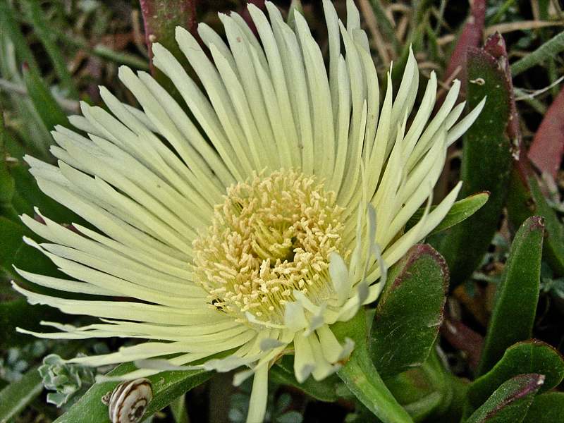 Изображение особи род Carpobrotus.