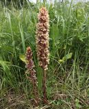 Orobanche centaurina