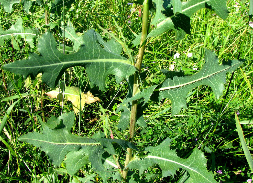 Изображение особи Lactuca serriola.