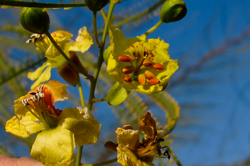 Image of Parkinsonia aculeata specimen.
