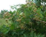 Crataegus monogyna. Ветвь с незрелыми плодами. Курская обл., Поныровский р-н, с. Брусовое. 13 июня 2007 г.