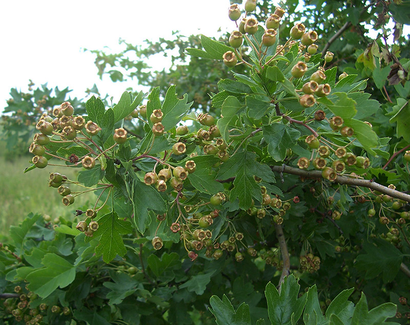 Изображение особи Crataegus monogyna.