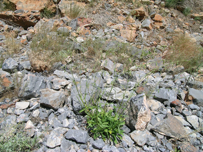 Image of Silene obovata specimen.