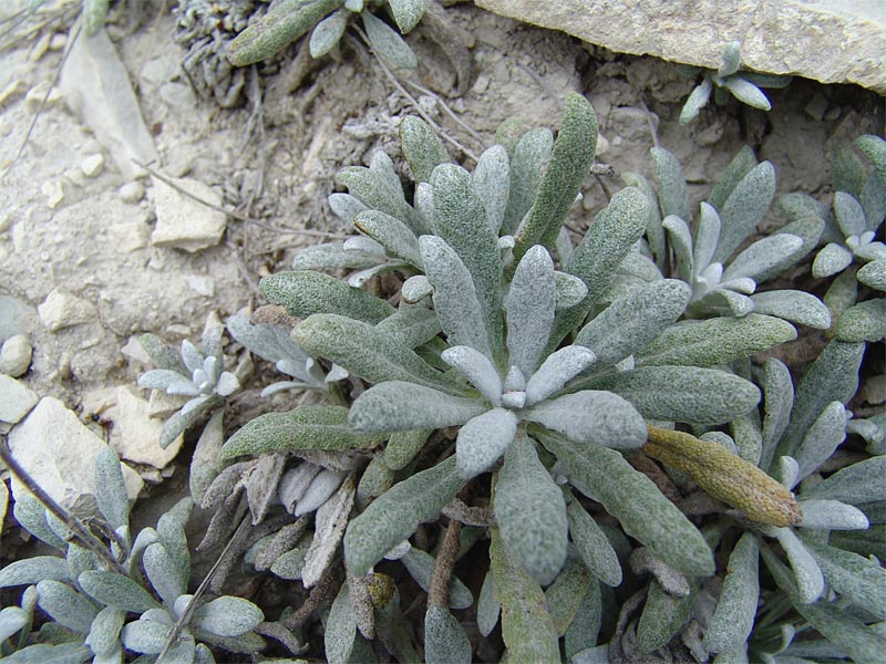 Изображение особи Salvia canescens var. daghestanica.