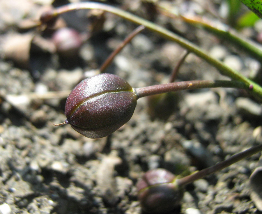 Изображение особи Scilla bifolia.