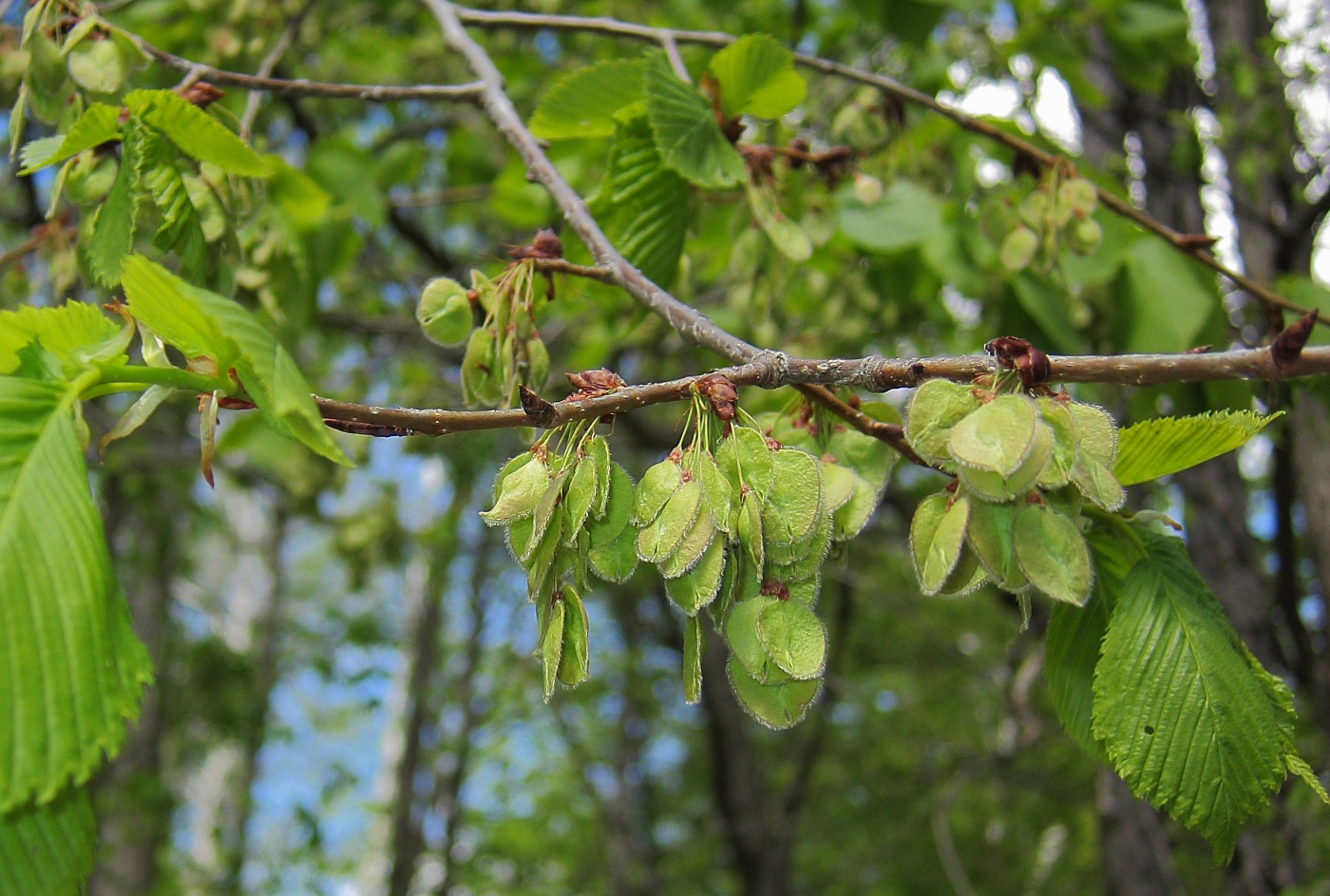 Изображение особи Ulmus laevis.