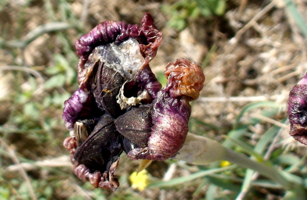 Image of Iris paradoxa specimen.