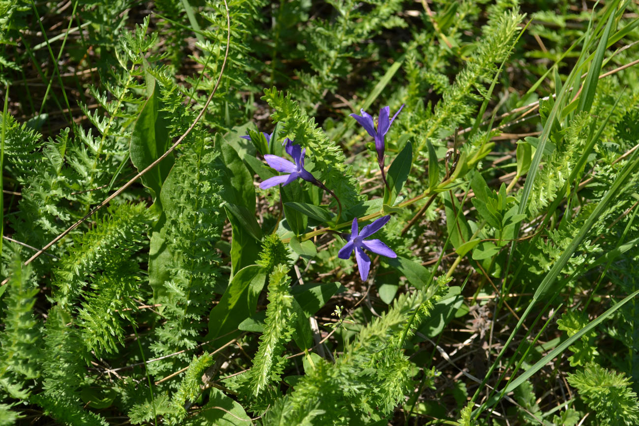 Изображение особи Vinca herbacea.