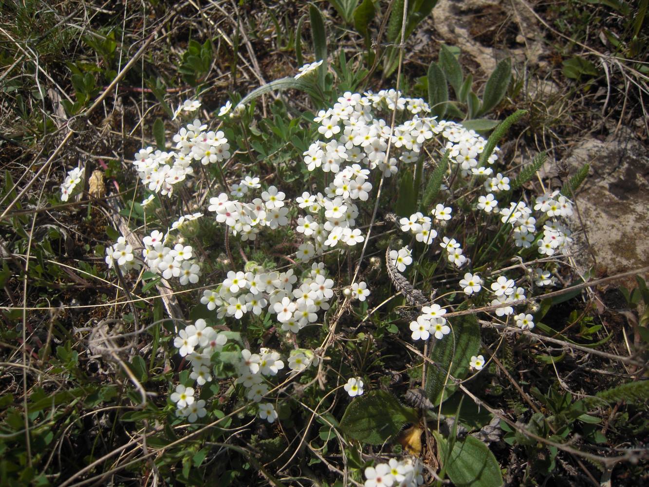 Изображение особи Androsace barbulata.