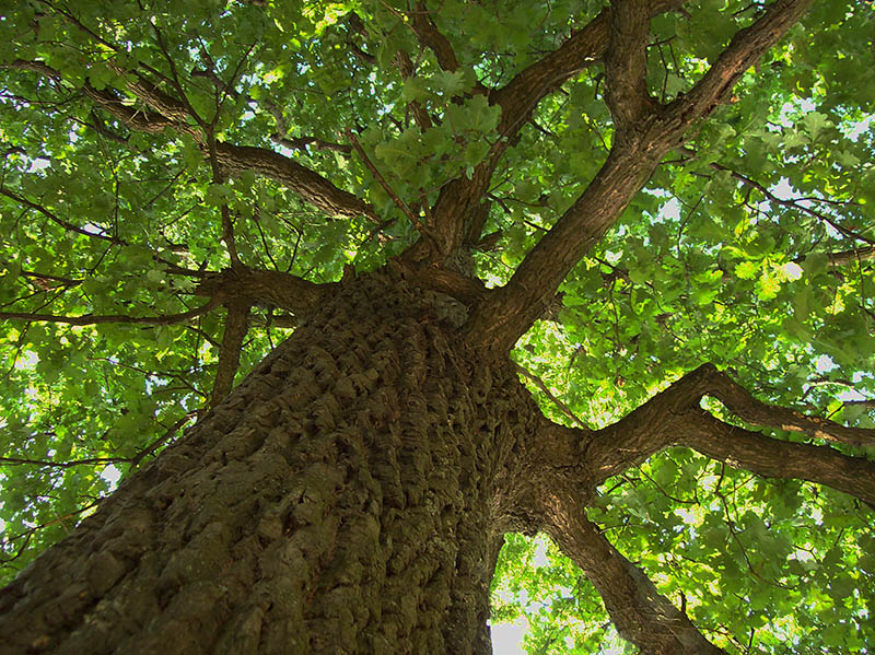 Изображение особи Quercus robur.