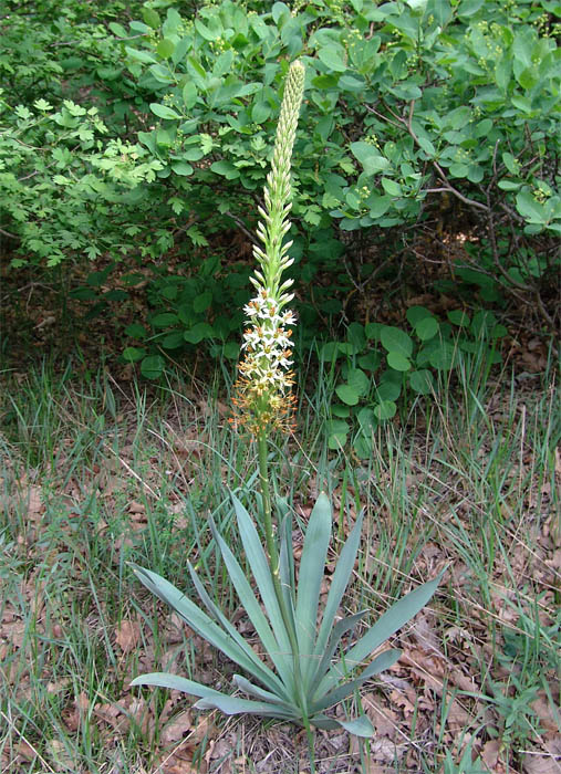 Image of Eremurus spectabilis specimen.