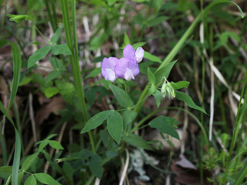 Image of Lathyrus laxiflorus specimen.