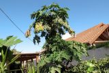 Carica papaya. Верхушка дерева. Израиль, Шарон, г. Герцлия, в культуре. 13.06.2012.