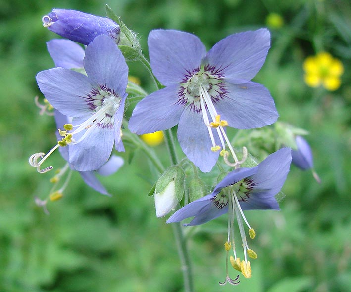 Image of Polemonium caeruleum specimen.