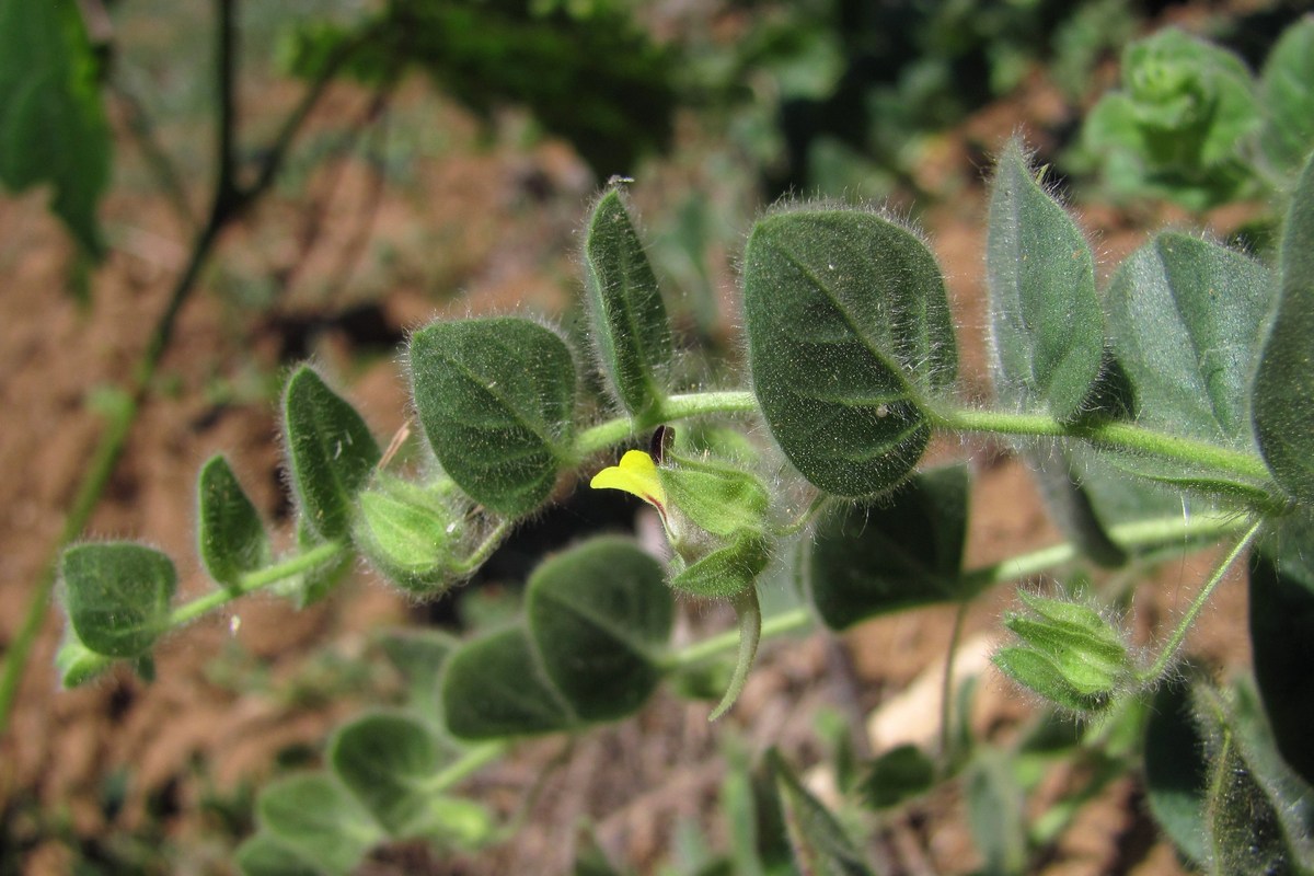 Image of Kickxia spuria specimen.