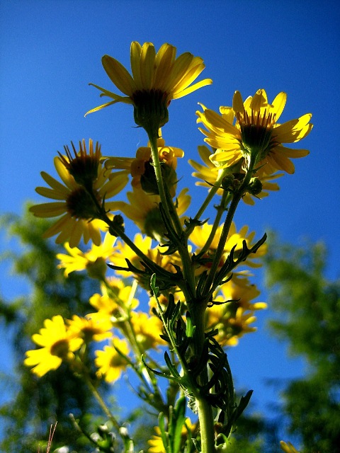 Изображение особи Senecio ambraceus.