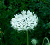 Daucus carota. Соцветие. Украина, Донецкая обл., Славянский р-н, окр. с. Богородичное. 10.07.2012.