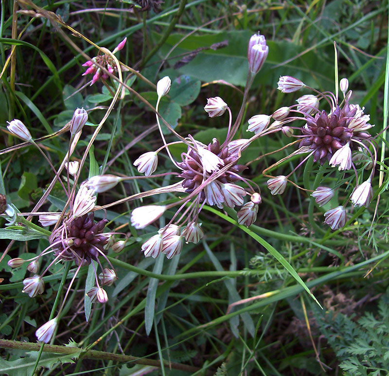 Image of Allium oleraceum specimen.