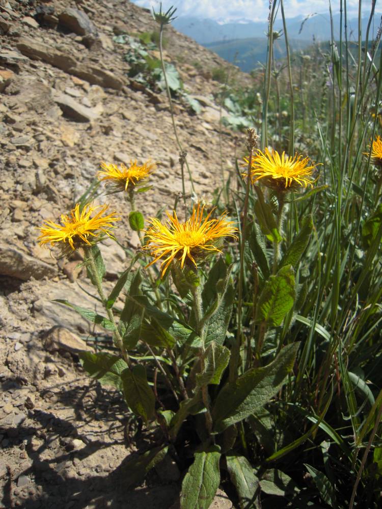 Image of Inula orientalis specimen.