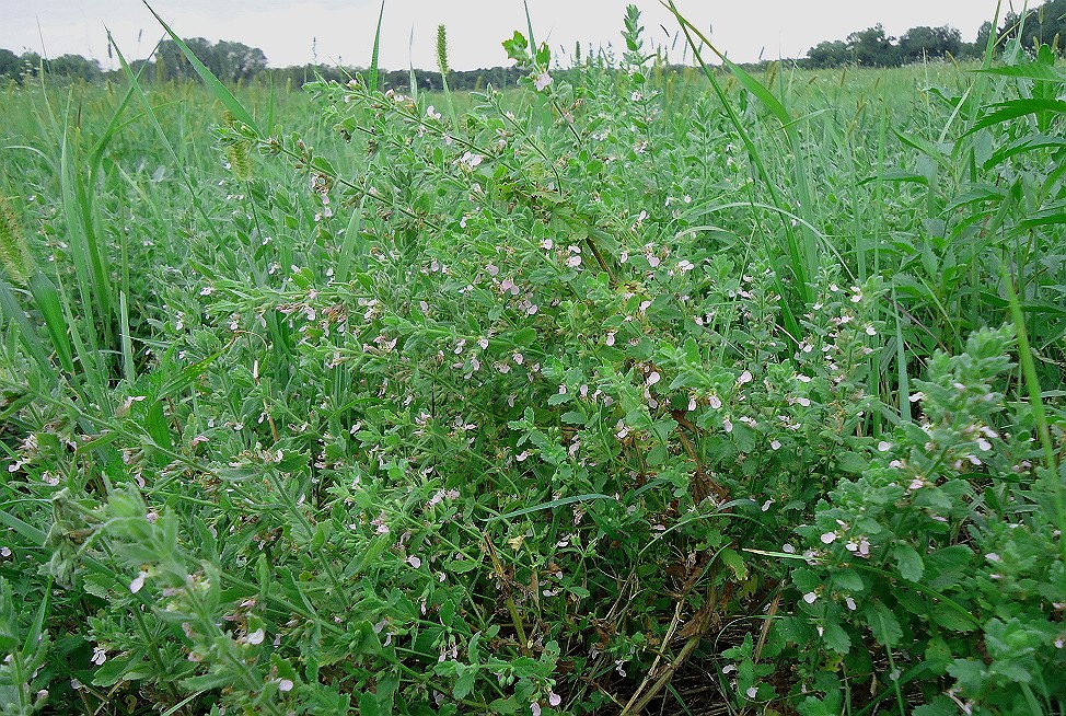 Image of Teucrium scordioides specimen.