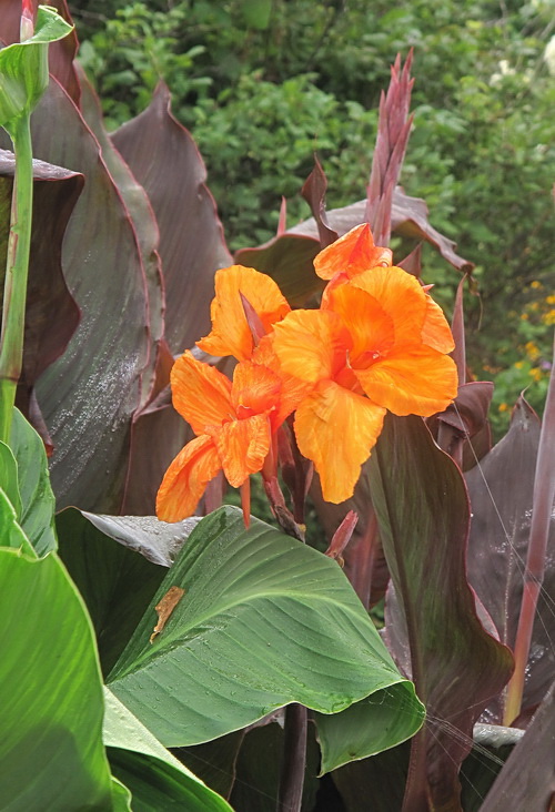 Image of Canna indica specimen.