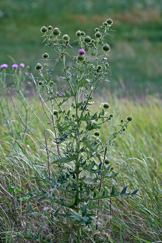 Изображение особи Cirsium serrulatum.