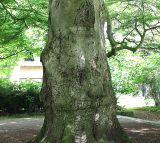 Fagus sylvatica разновидность laciniata. Нижняя часть ствола старого дерева. Германия, г. Krefeld, в ботаническом саду. 31.07.2012.