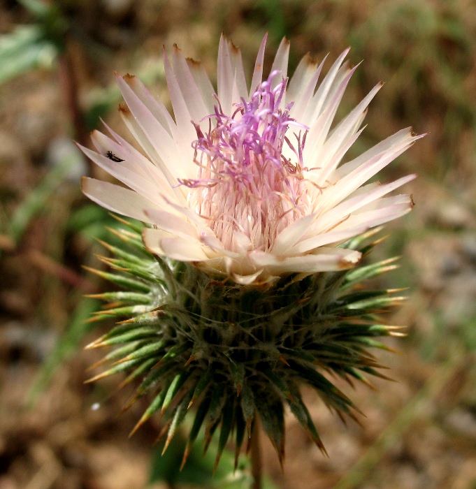 Изображение особи Cousinia coronata.