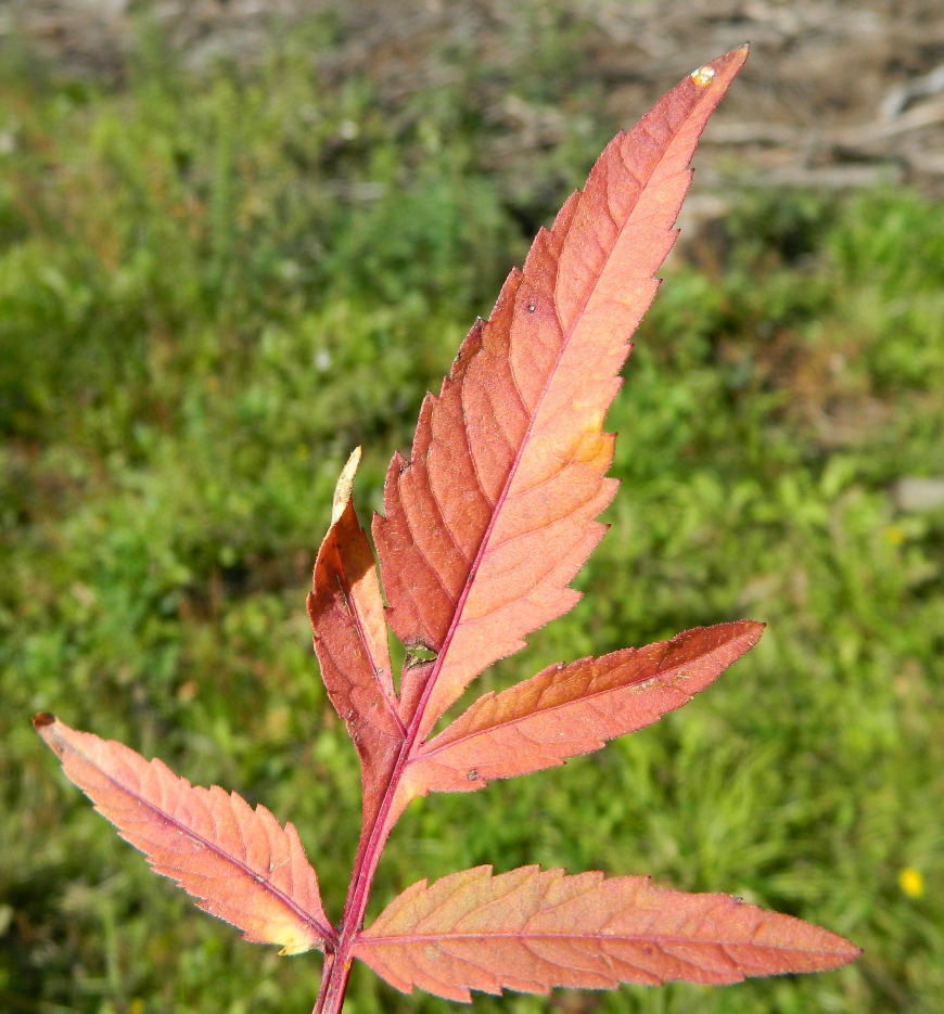 Image of Bidens tripartita specimen.