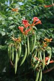 Campsis radicans. Ветви с соцветиями и незрелыми плодами. Крым, Никитский ботанический сад. 13.08.2007.