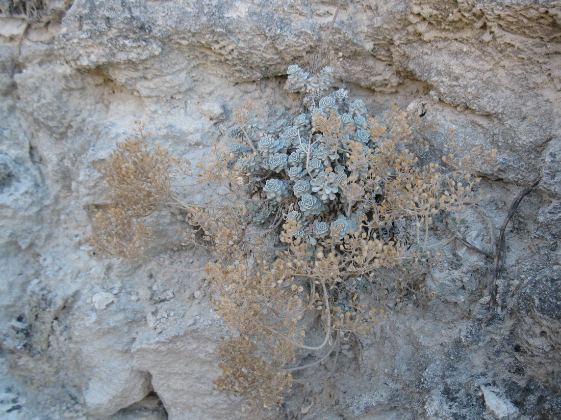 Image of Odontarrhena obtusifolia specimen.